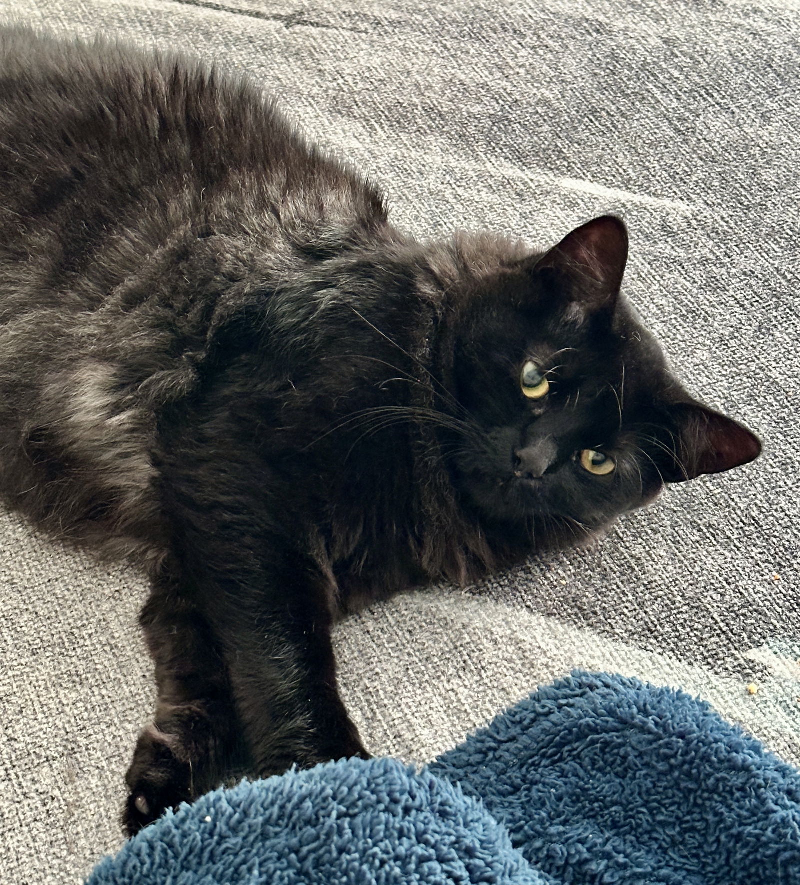 adoptable Cat in Fort Myers, FL named Gloria