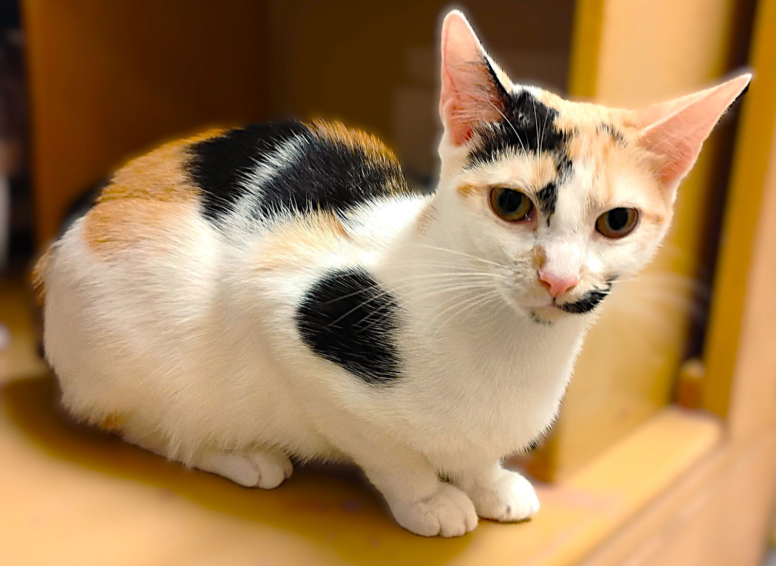 adoptable Cat in Fort Myers, FL named Harli