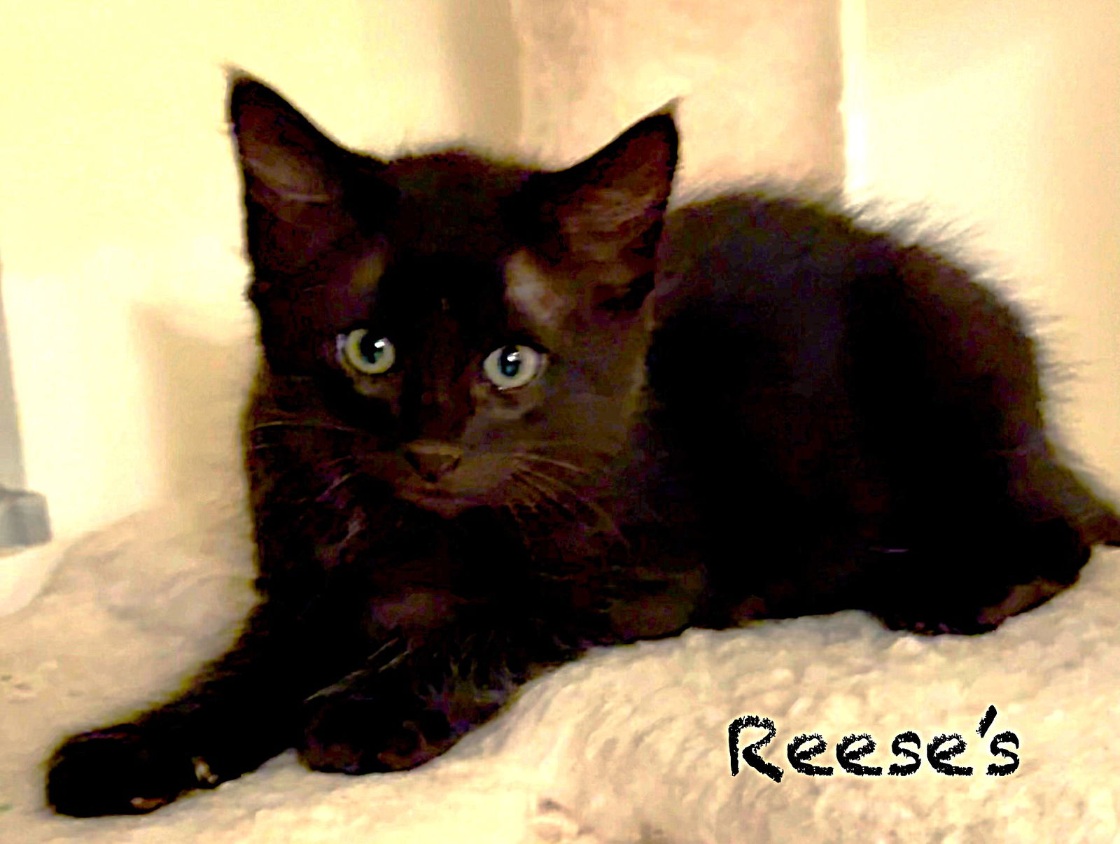 adoptable Cat in Fort Myers, FL named Reese's
