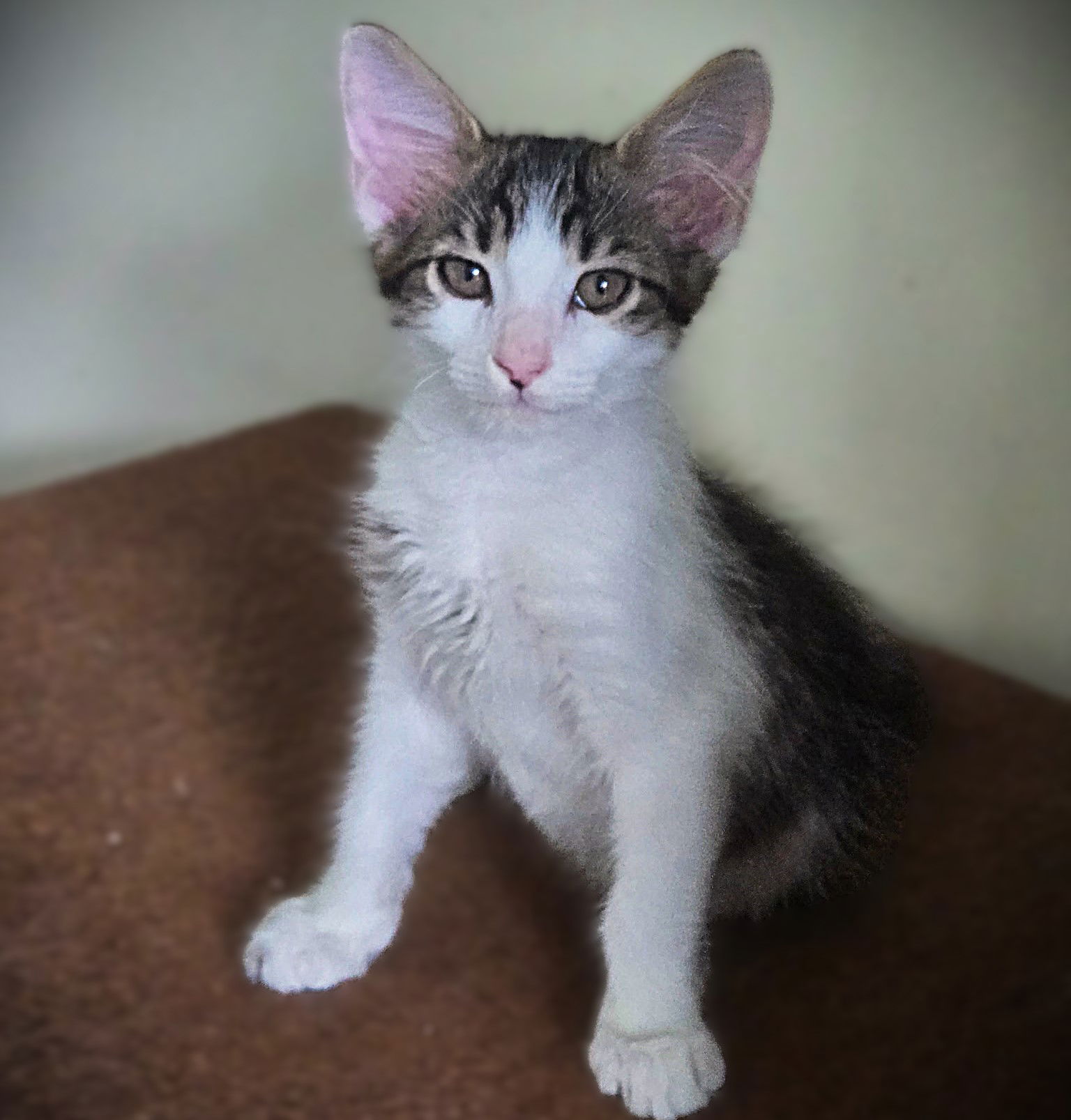 adoptable Cat in Fort Myers, FL named Korman