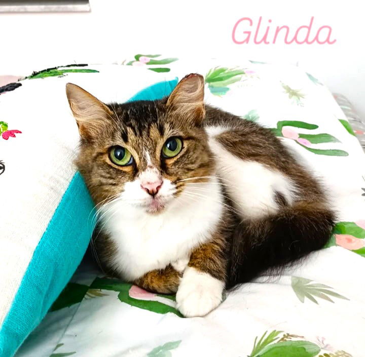 adoptable Cat in Fort Myers, FL named Glinda