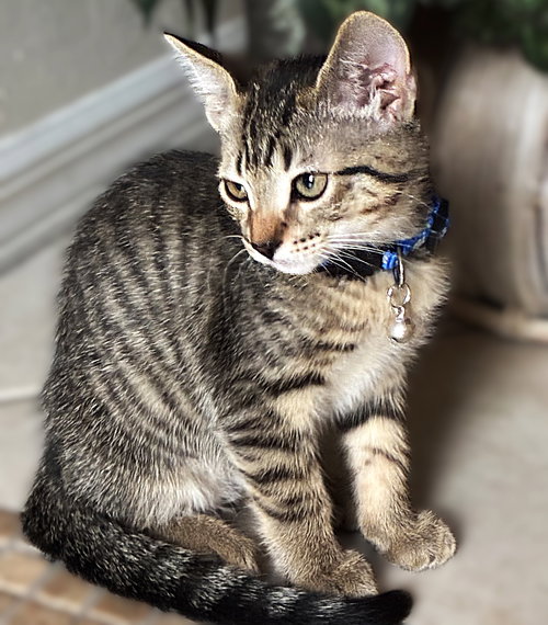 COSIMO CONTI - Tabby available for adoption