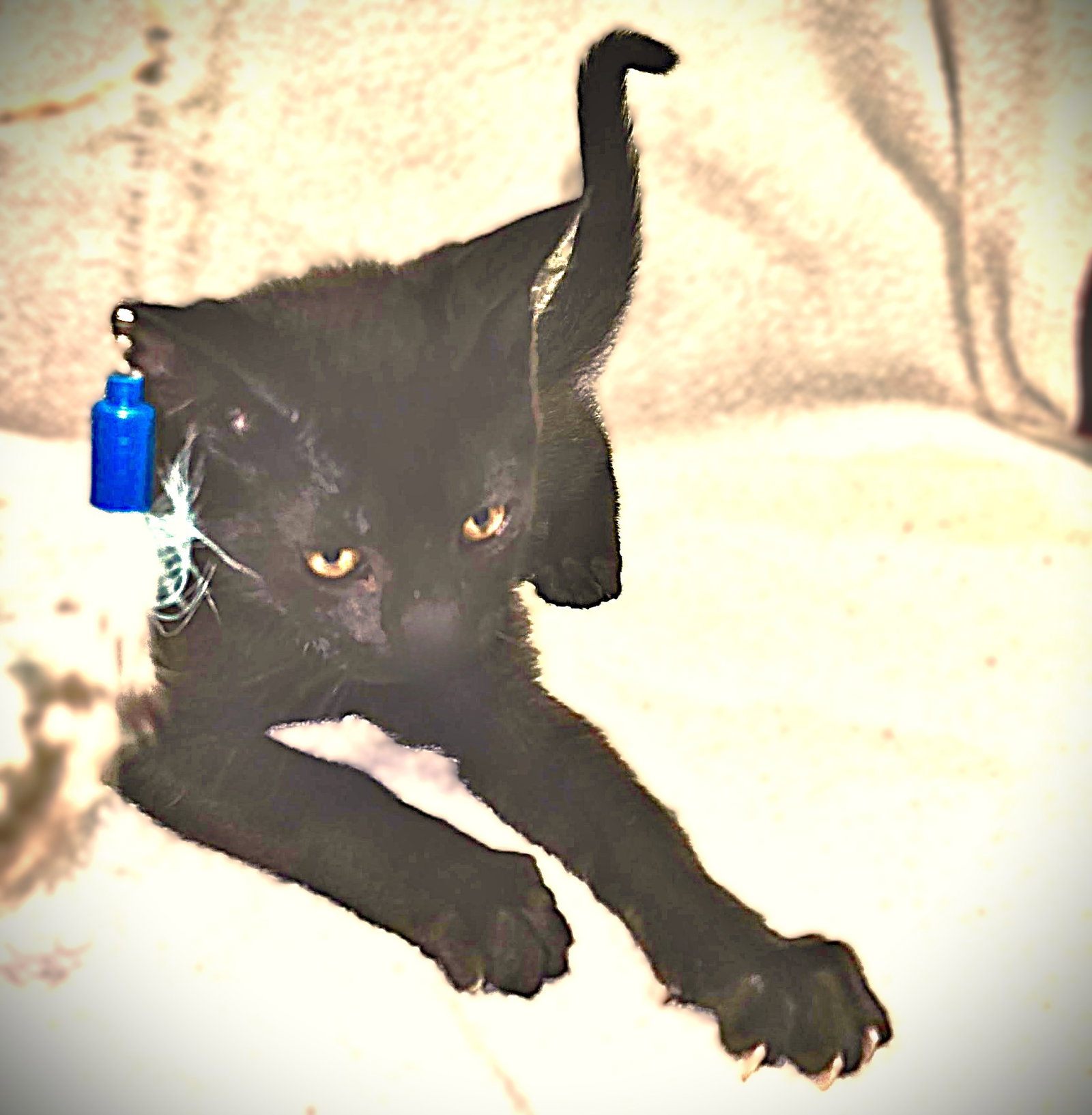 Draco Image
