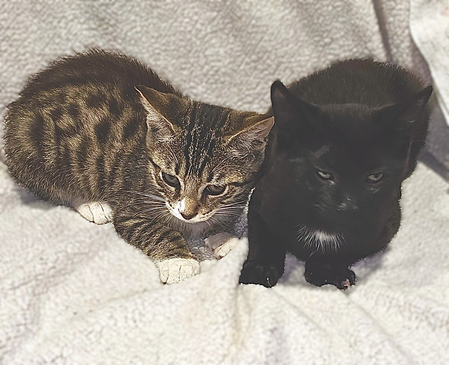 adoptable Cat in Fort Myers, FL named Mimi