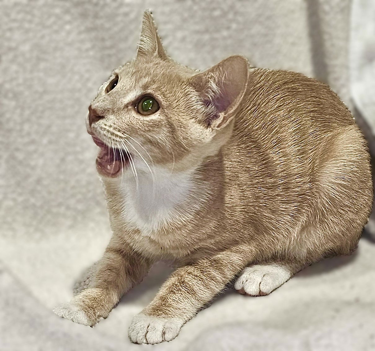 adoptable Cat in Fort Myers, FL named Ginny