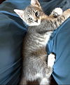 adoptable Cat in  named Lily