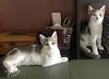 Marble B and Daisy B