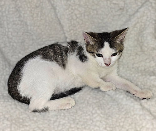 KOL - Tabby available for adoption