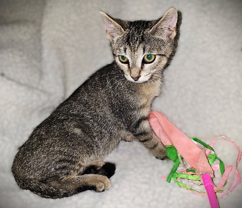 JESSIE - Tabby available for adoption