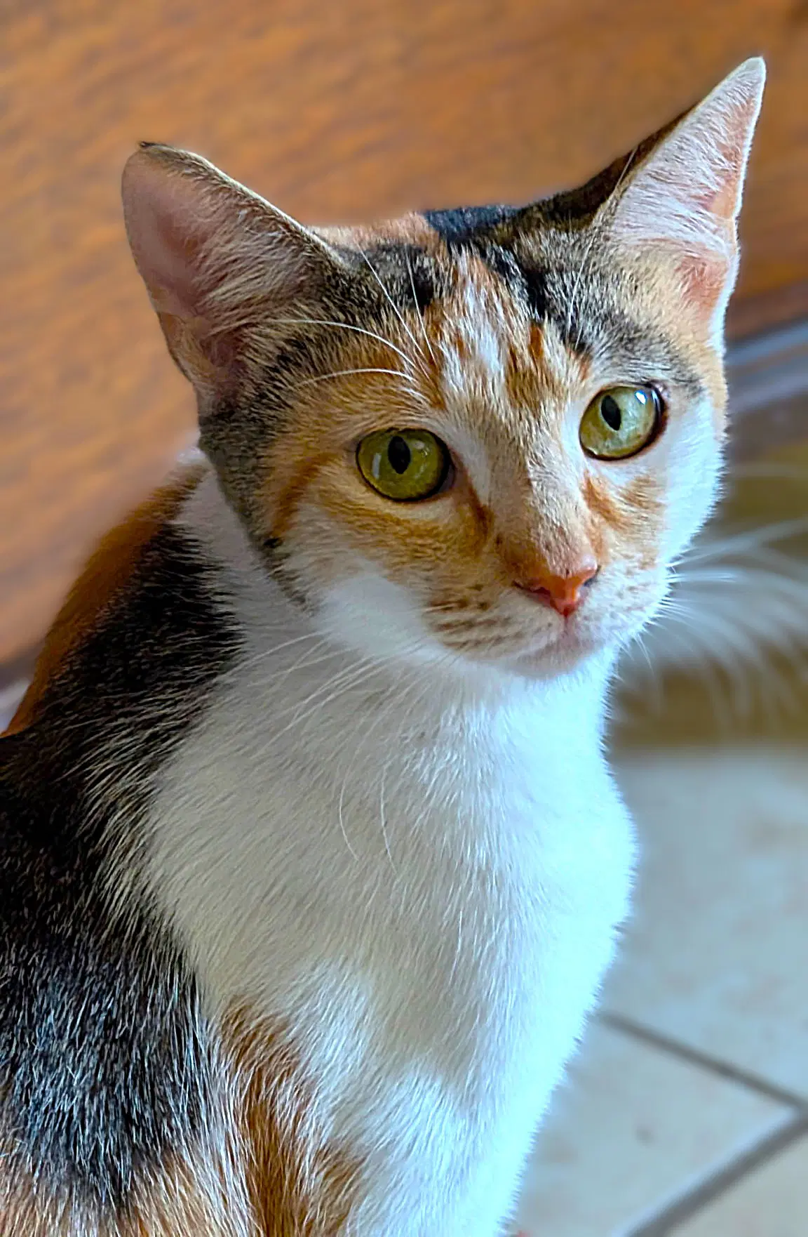 Patchy - Torbie