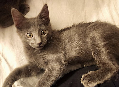 TAAVI - Russian Blue / Domestic Medium Hair available for adoption