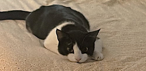 LILY PULITZER - Domestic Short Hair available for adoption