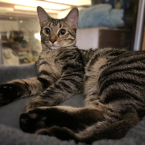 BO - Tabby available for adoption