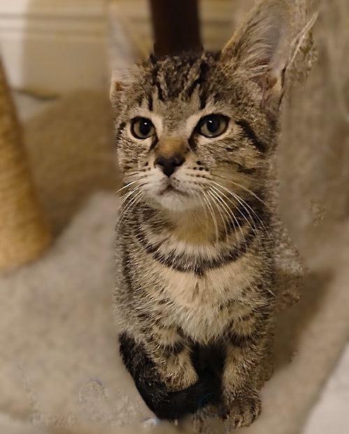 LEXIE - Tabby available for adoption