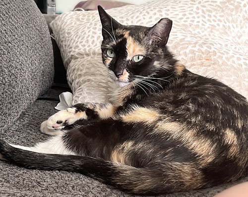 CHARM - Calico / Tortoiseshell available for adoption