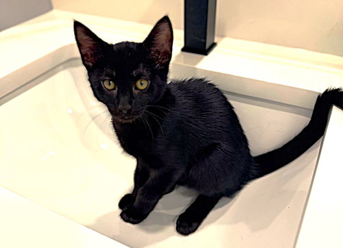 CHILLY - Domestic Short Hair available for adoption