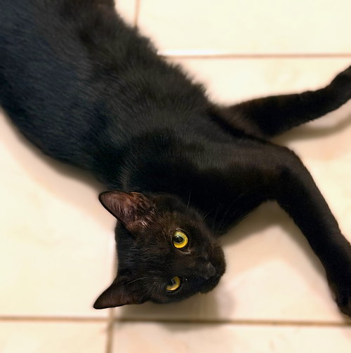 CHILLY - Domestic Short Hair available for adoption