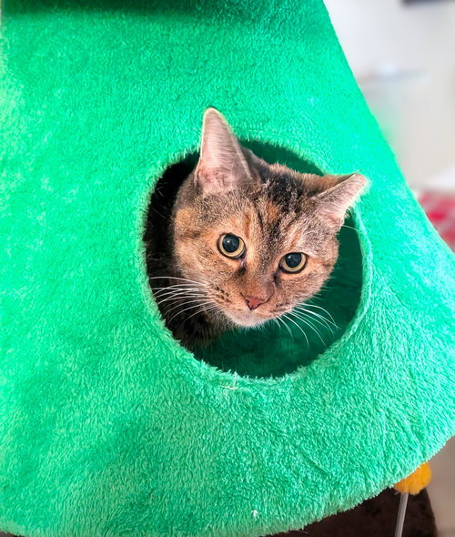 SUNFLOWER - Torbie / Calico available for adoption