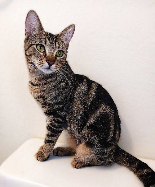 KERRI - Tabby available for adoption