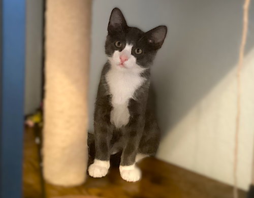 HENDERSON - Tuxedo available for adoption