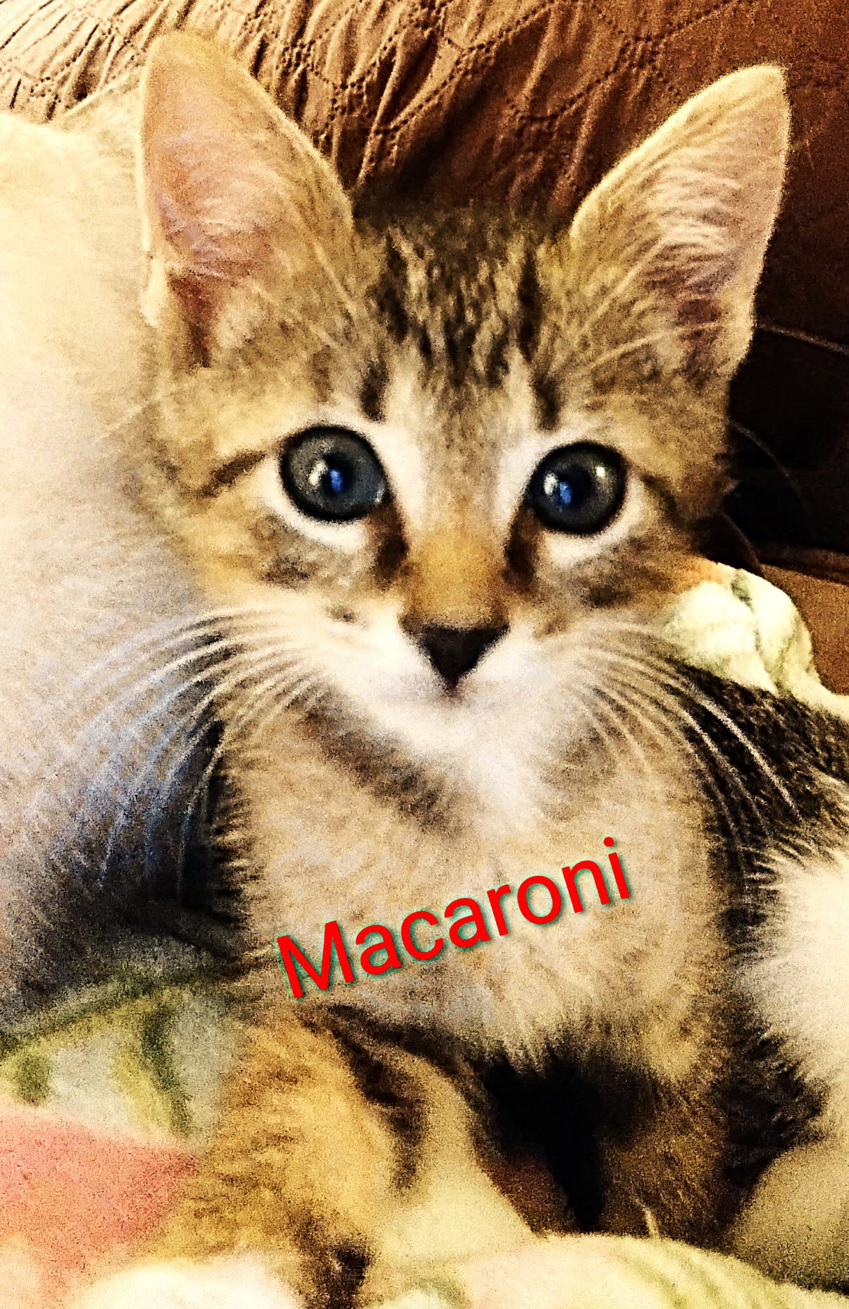 Macaroni Image