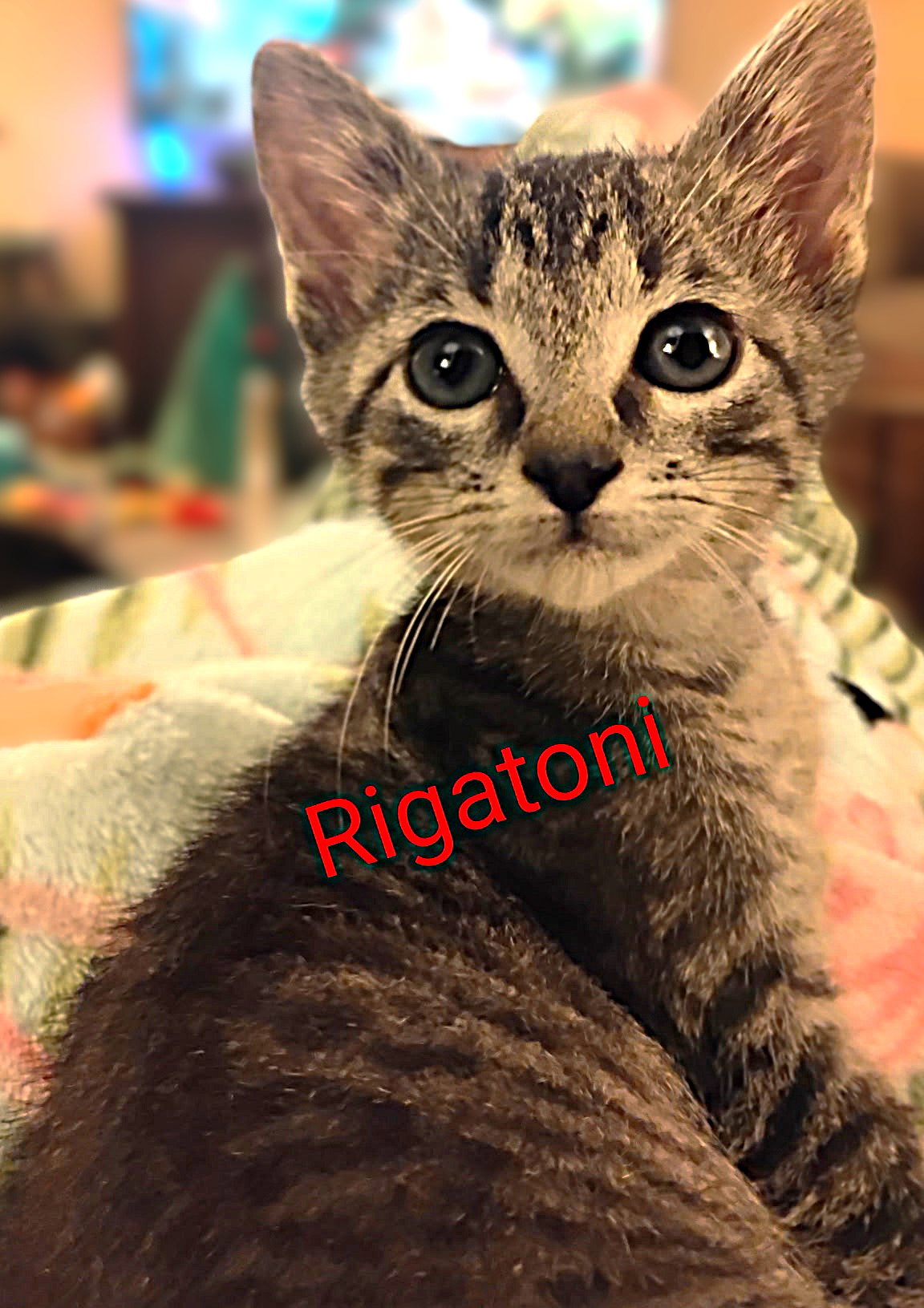 Rigatoni Image