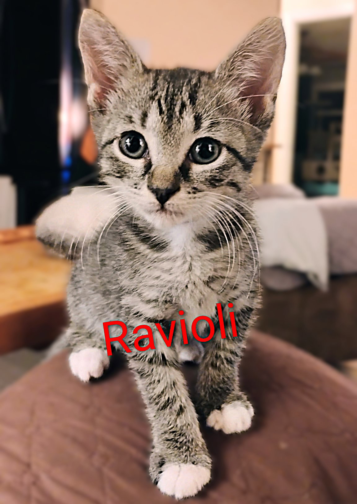 Ravioli Image