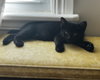 Humphrey - Photo 1