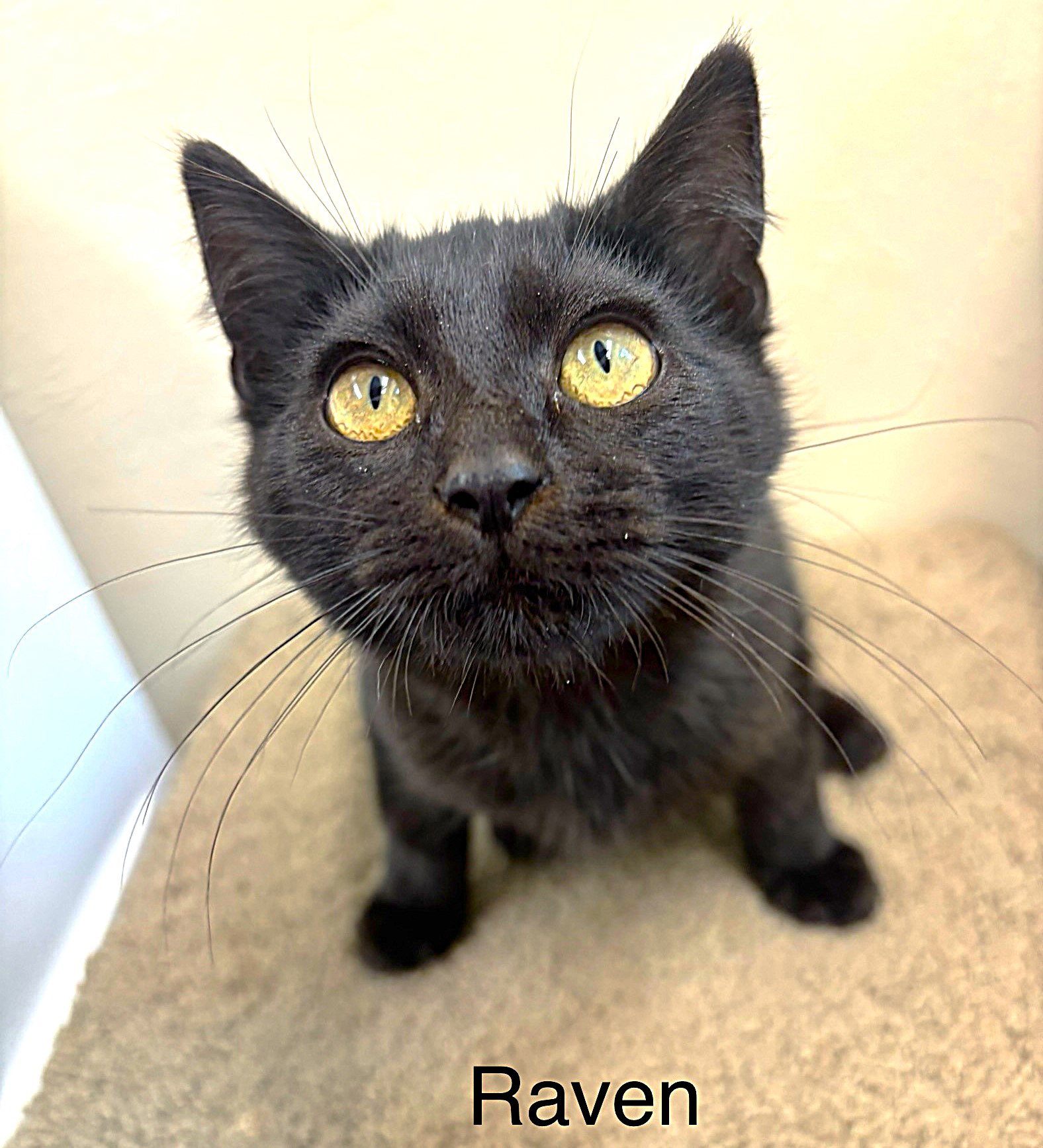 Raven Image
