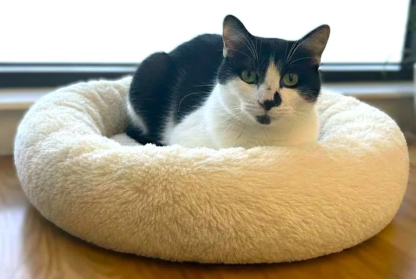 Cookie - Domestic Short Hair