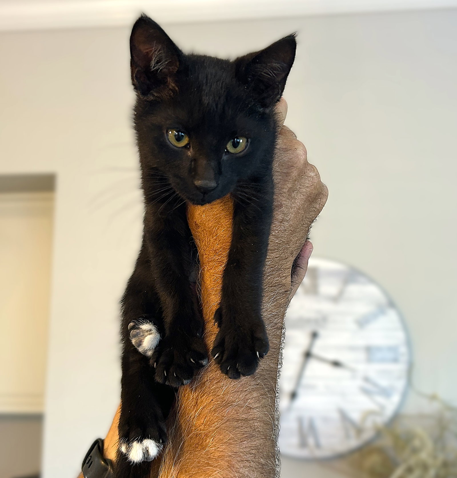 Tippy Toes Image