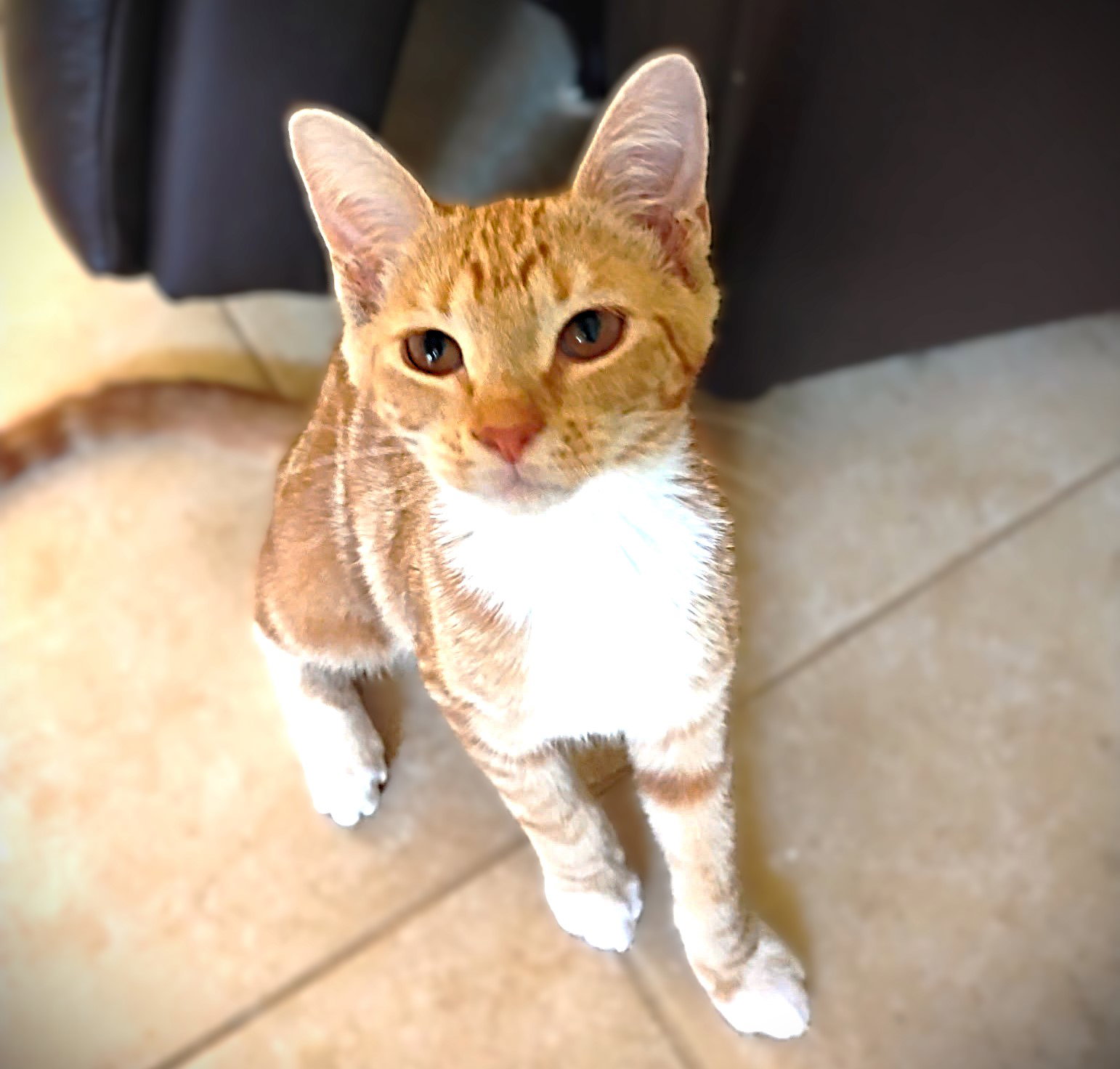 Cassidy Image