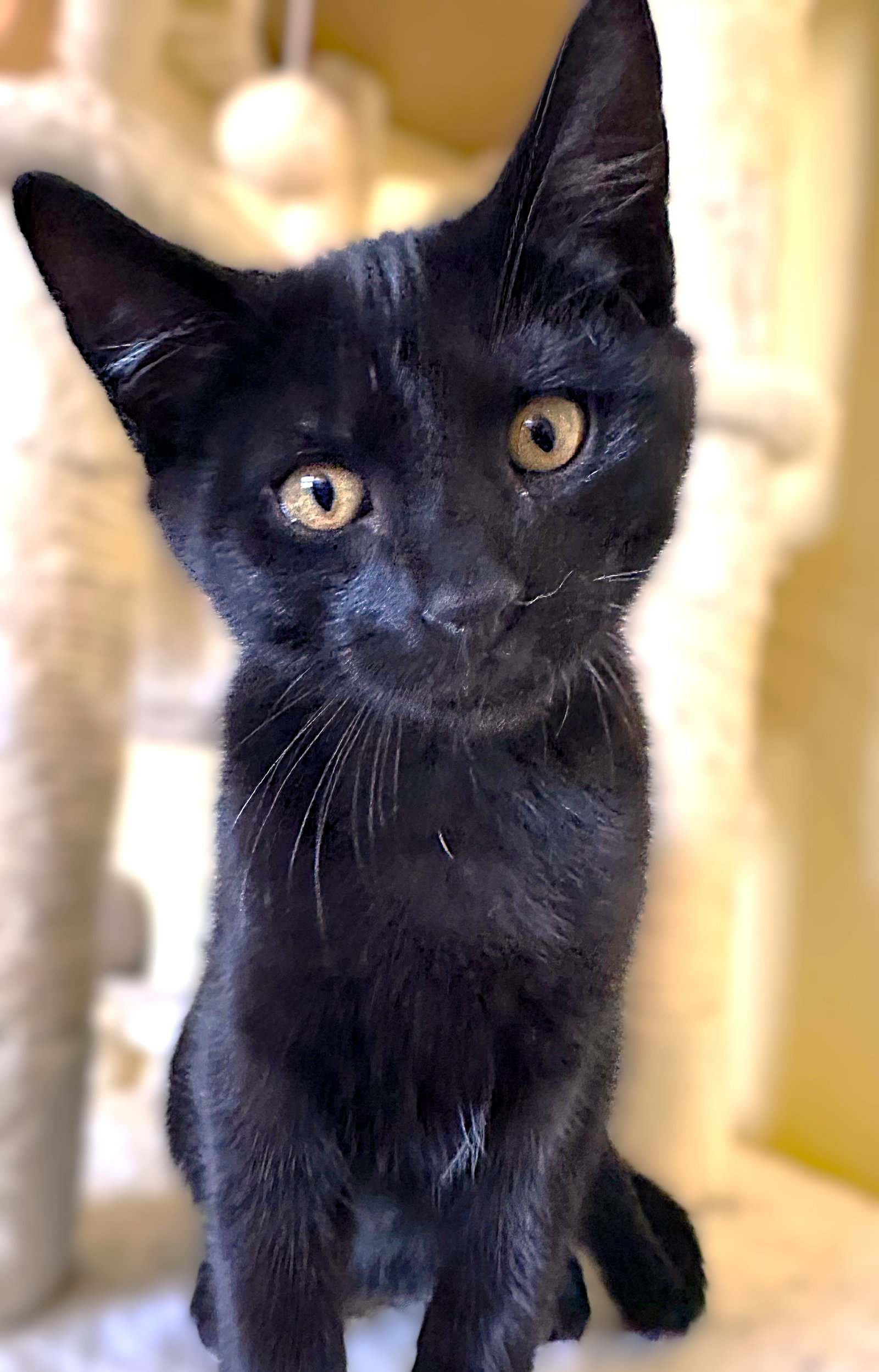 Mr Trouble Image