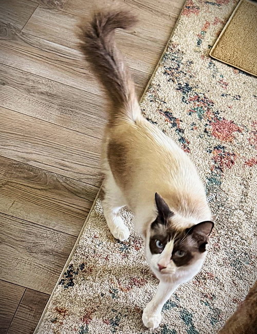 Sparkle, an adoptable Siamese in Ft Myers, FL