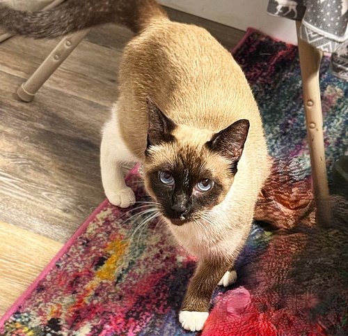 Ash, an adoptable Siamese in Ft Myers, FL