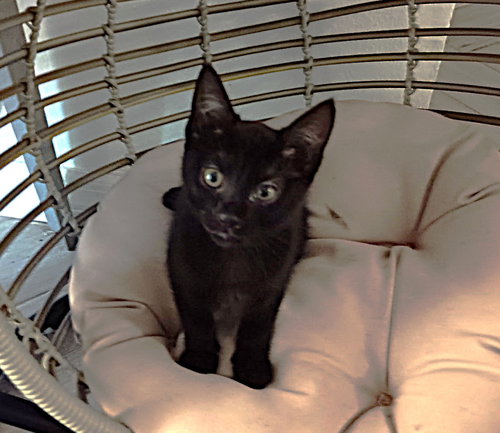 Jelly, an adoptable Domestic Short Hair in Ft Myers, FL