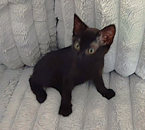 Bean, an adoptable Domestic Short Hair in Ft Myers, FL