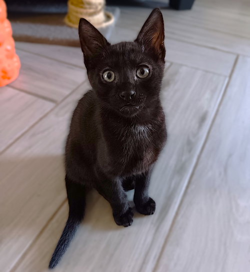Rabbit, an adoptable Domestic Short Hair in Ft Myers, FL
