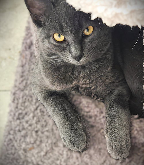 Victory, an adoptable Russian Blue in Ft Myers, FL