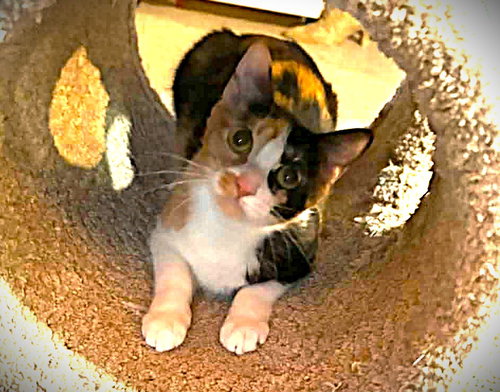 Calista, an adoptable Calico in Ft Myers, FL