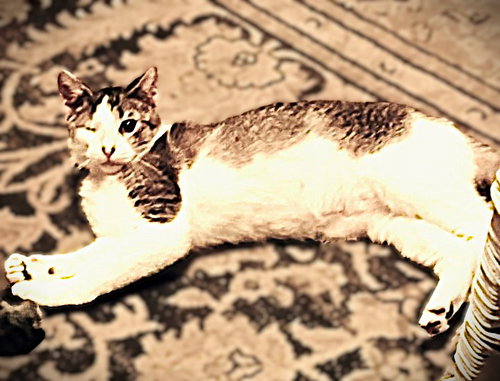 Winky, an adoptable Tabby in Ft Myers, FL