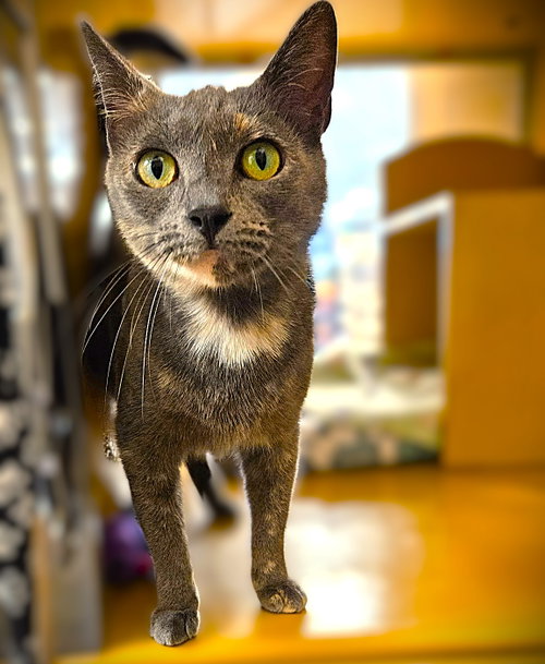 MAGGIE LOU - Dilute Tortoiseshell / Domestic Short Hair available for adoption