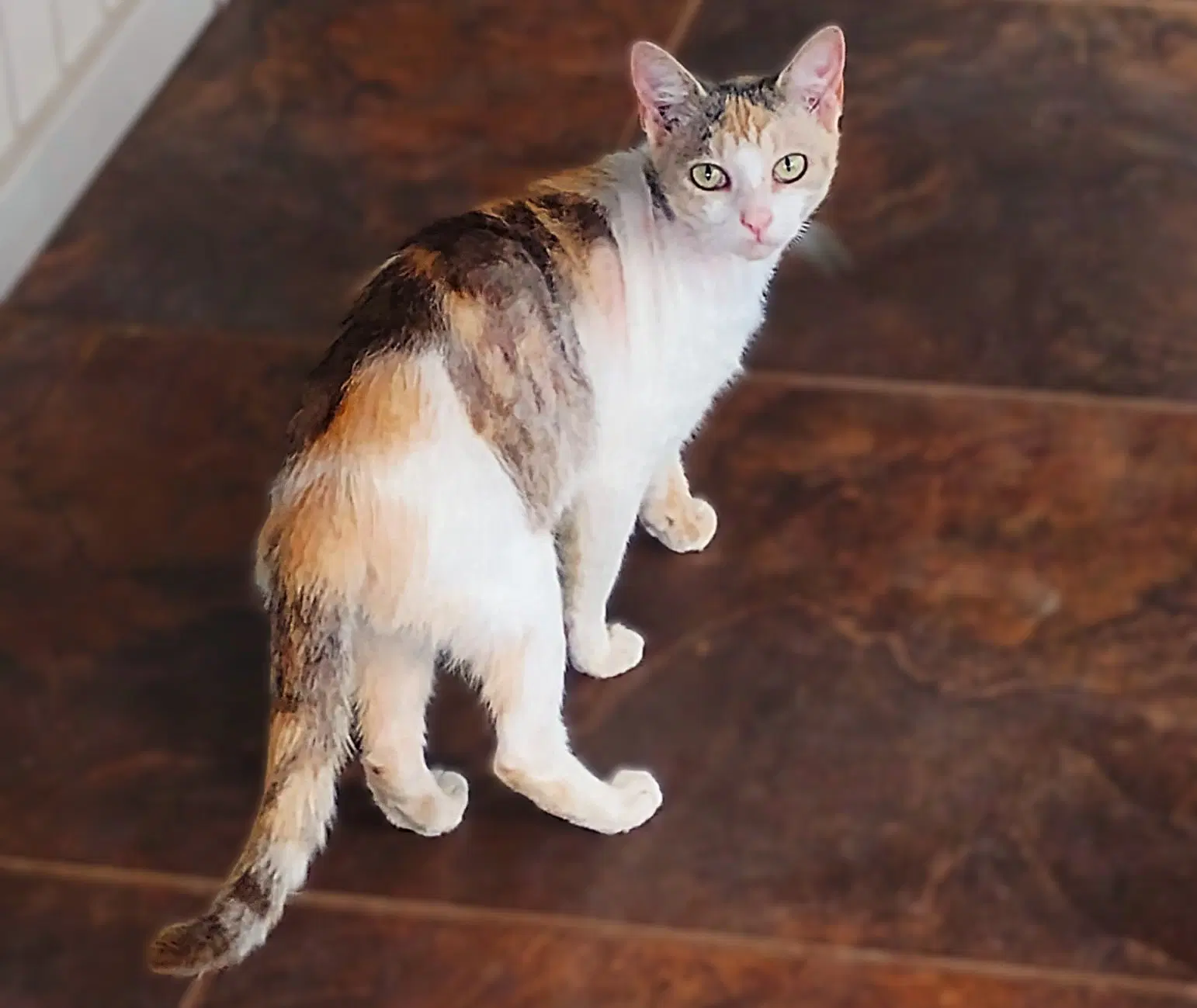 Rosalyn - Dilute Calico