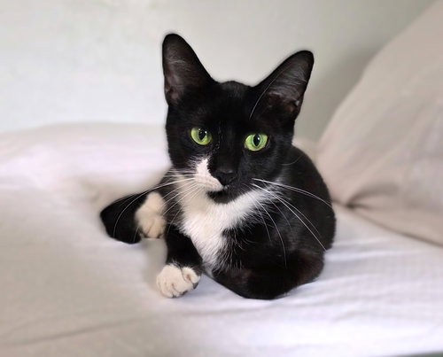 Mama, an adoptable Domestic Short Hair in Ft Myers, FL