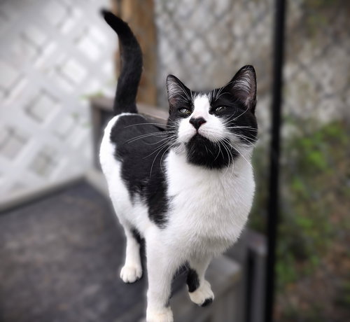 Fern, an adoptable Domestic Short Hair in Ft Myers, FL