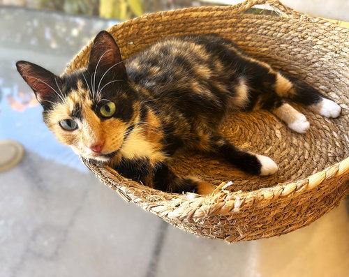 Penny, an adoptable Calico in Ft Myers, FL