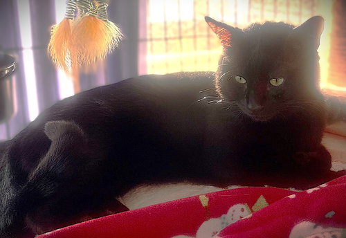 Axl, an adoptable Domestic Short Hair in Ft Myers, FL
