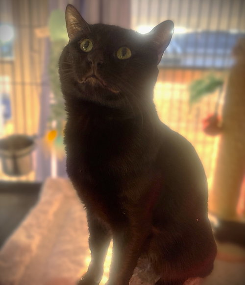 AXL - Domestic Short Hair available for adoption