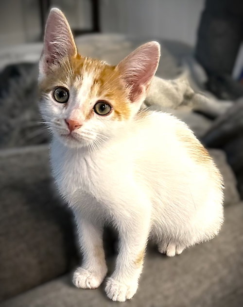 Eddie (Van Halen), an adoptable Domestic Short Hair in Ft Myers, FL