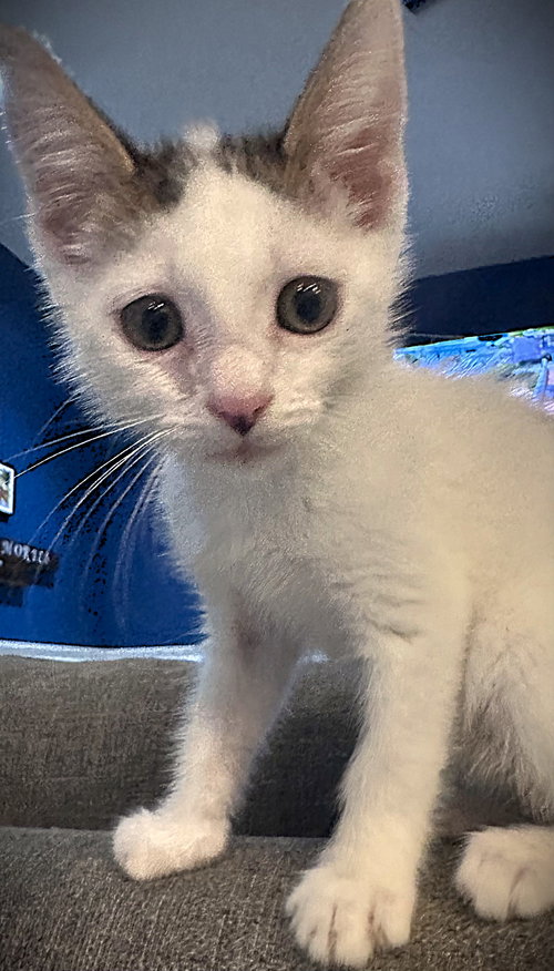 Michael, an adoptable Tabby in Ft Myers, FL